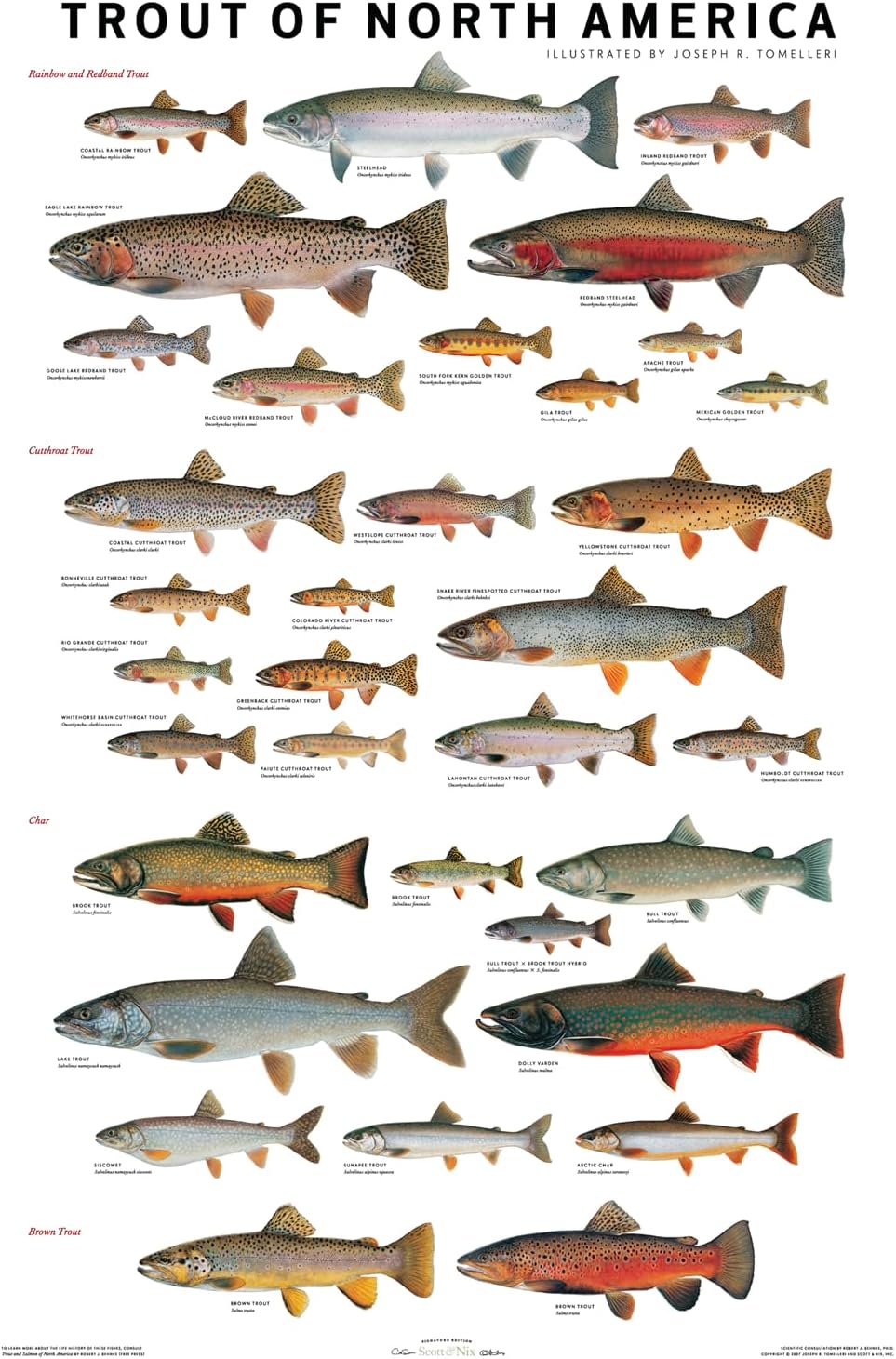 Trout of North America Poster