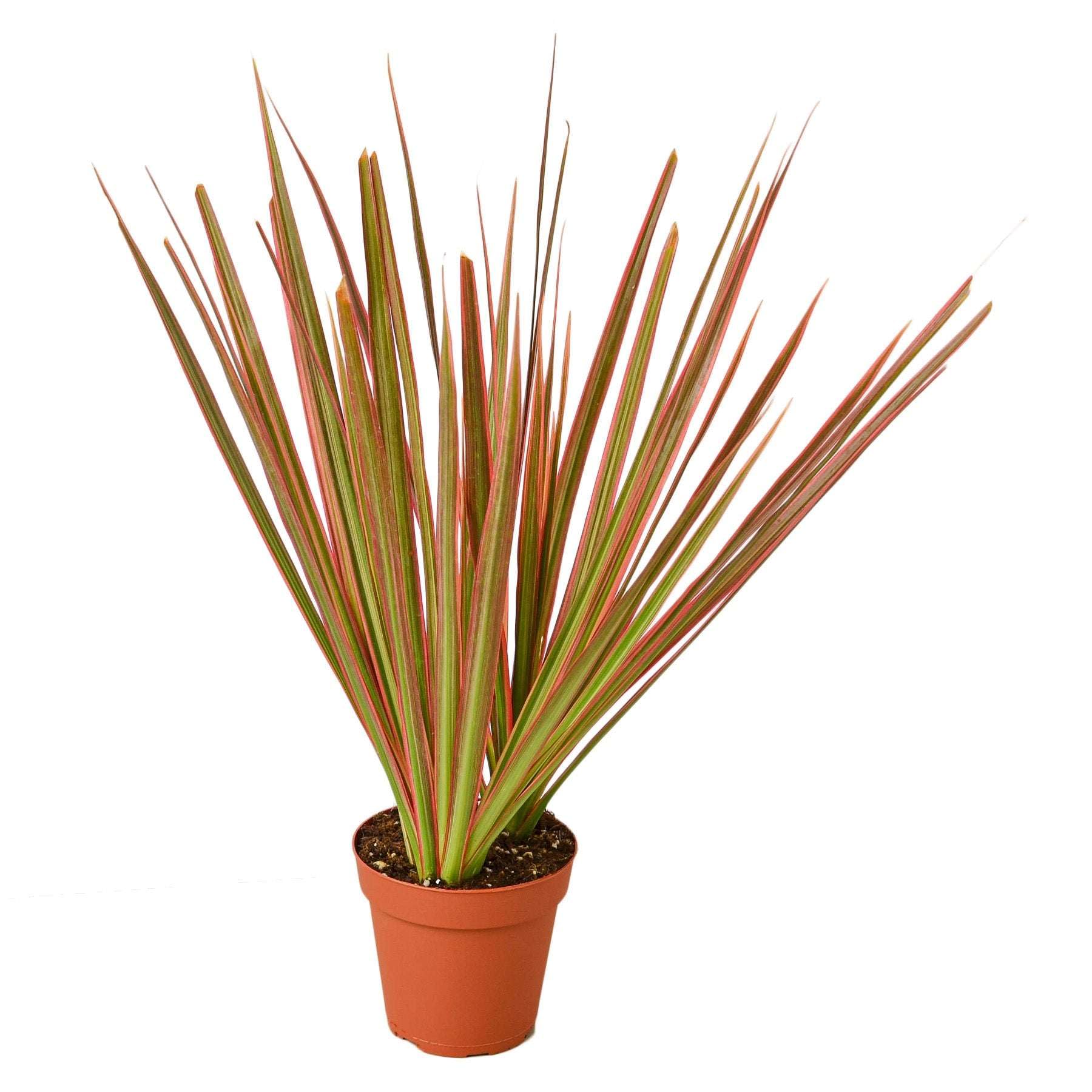 Dracaena Colorama Live Plant