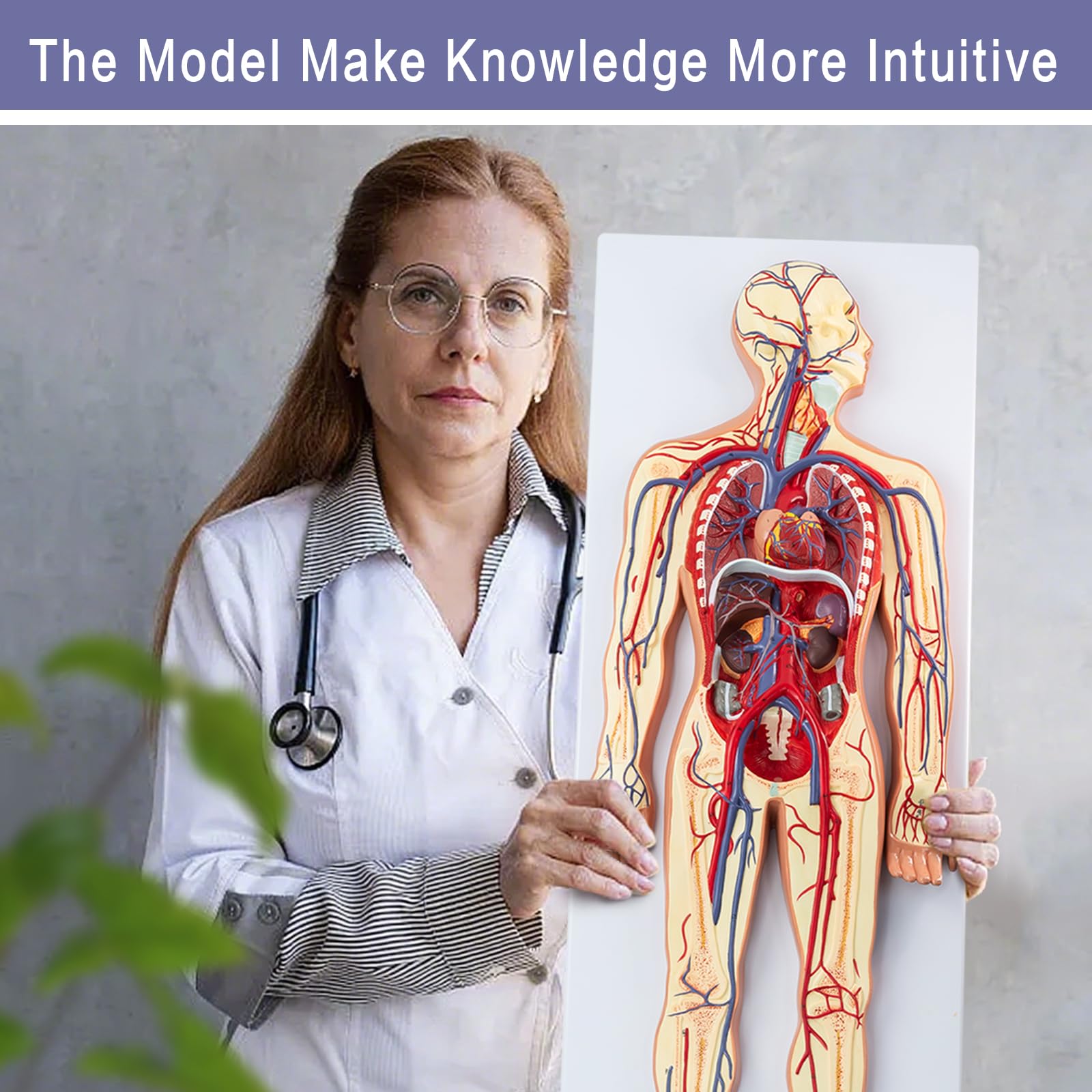 Menschliches Anatomie-Kreislaufsystemmodell, 1:2 Halb-Lebensgröße