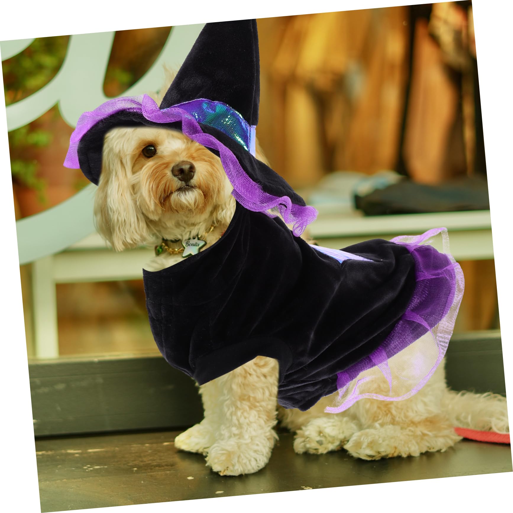 POPETPOP 3 Pezzi Costumi Di Halloween Per Cani Cappello Da Strega E Set Di Vestiti Per Travestimenti Per Animali Domestici Per Halloween E Feste
