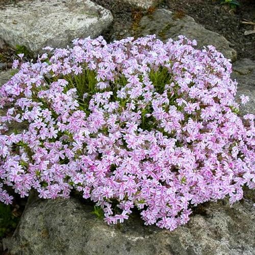 YOKEBOM Set 2 Stripe Creeping Phlox Plants, Hardy Perennial Phlox