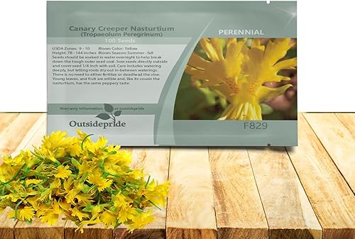 Outsidepride Yellow Canary Creeper - Semillas de capuchina  100 piezas perennes, fáciles de cultivar y versátiles, semillas de flores para plantar
