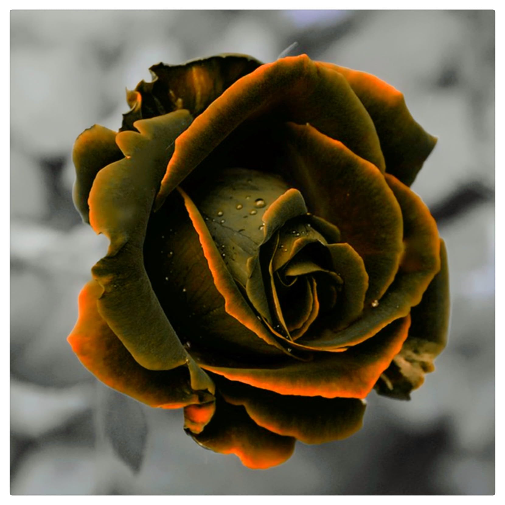 Double Rose Rhizome，Flowering Rhizome，Excellent Display, Suitable,Easy to Plant，Wedding Flowers, Good for Containers-2 Roots-B