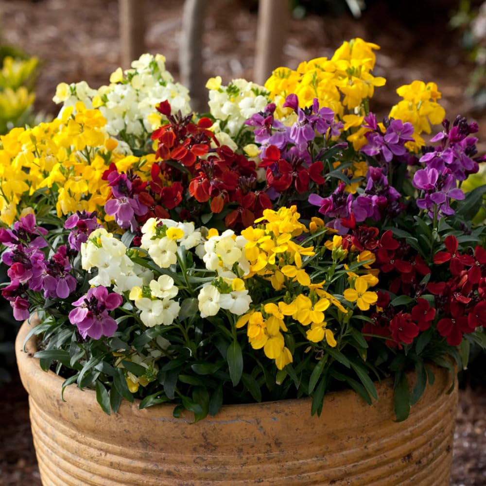 YouGarden WallFlower 'Sugar Rush', Set of 30 Garden Ready Plants, Ready to Plant and Display, Spring Flowering Blooms, for Gardens and Pots