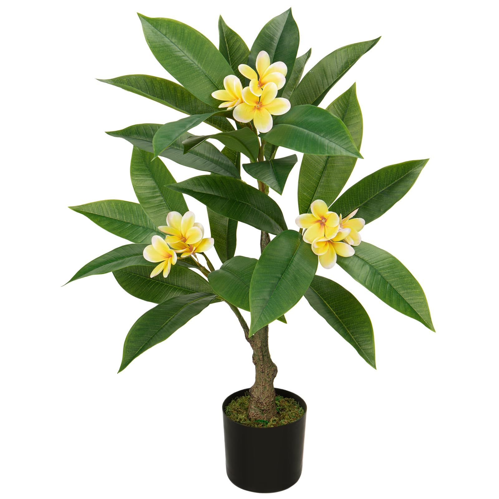 palm like house plant Palm Parlor Neanthe Bella Palm, Live Plant Indoor Air Purifier main image 1