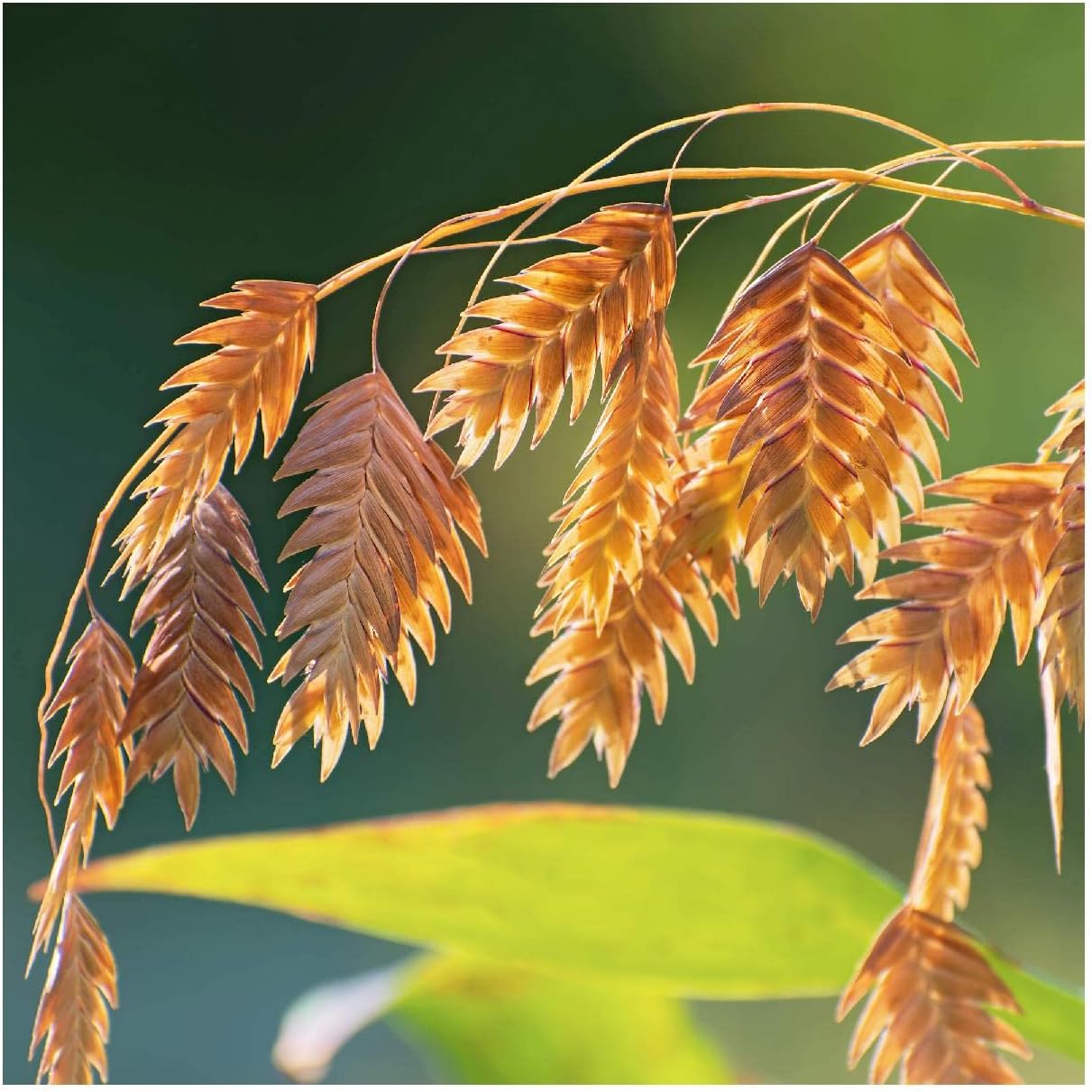 Everwilde Farms - 1/4 Lb River Oats Native Grass Seeds - Gold Vault