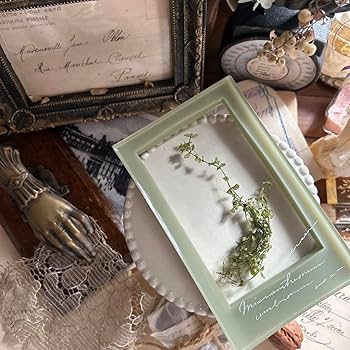 Amazon.co.jp: errer 根っこ付き水草 筆記体 植物標本