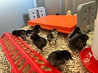 Review Image by Paige