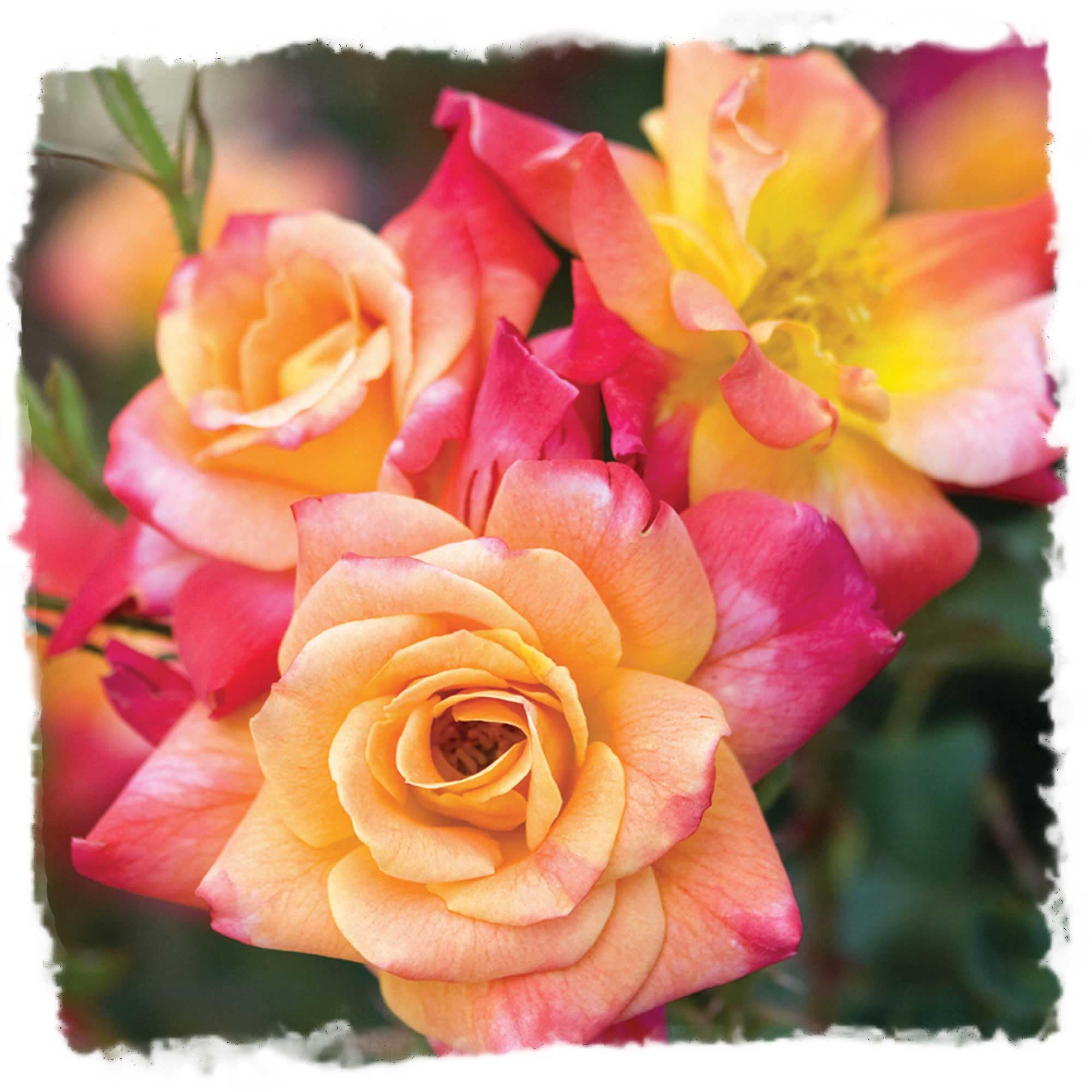 Joseph's Coat Climbing Rose, 1.5 Gal Potted Live Plant, Multi Color Apricot Pink Orange Fragrant Flowers, 10-12 Ft Climber, Stargazer Perennials