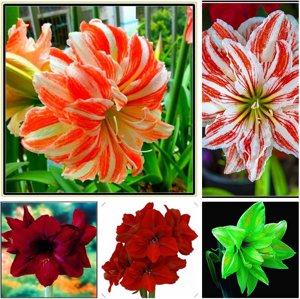 レアアマリリスを植える ショップ 絶妙な庭の装飾 切り花 A 簡単な植え付けとガーデニング 生きている緑の植物 1球根