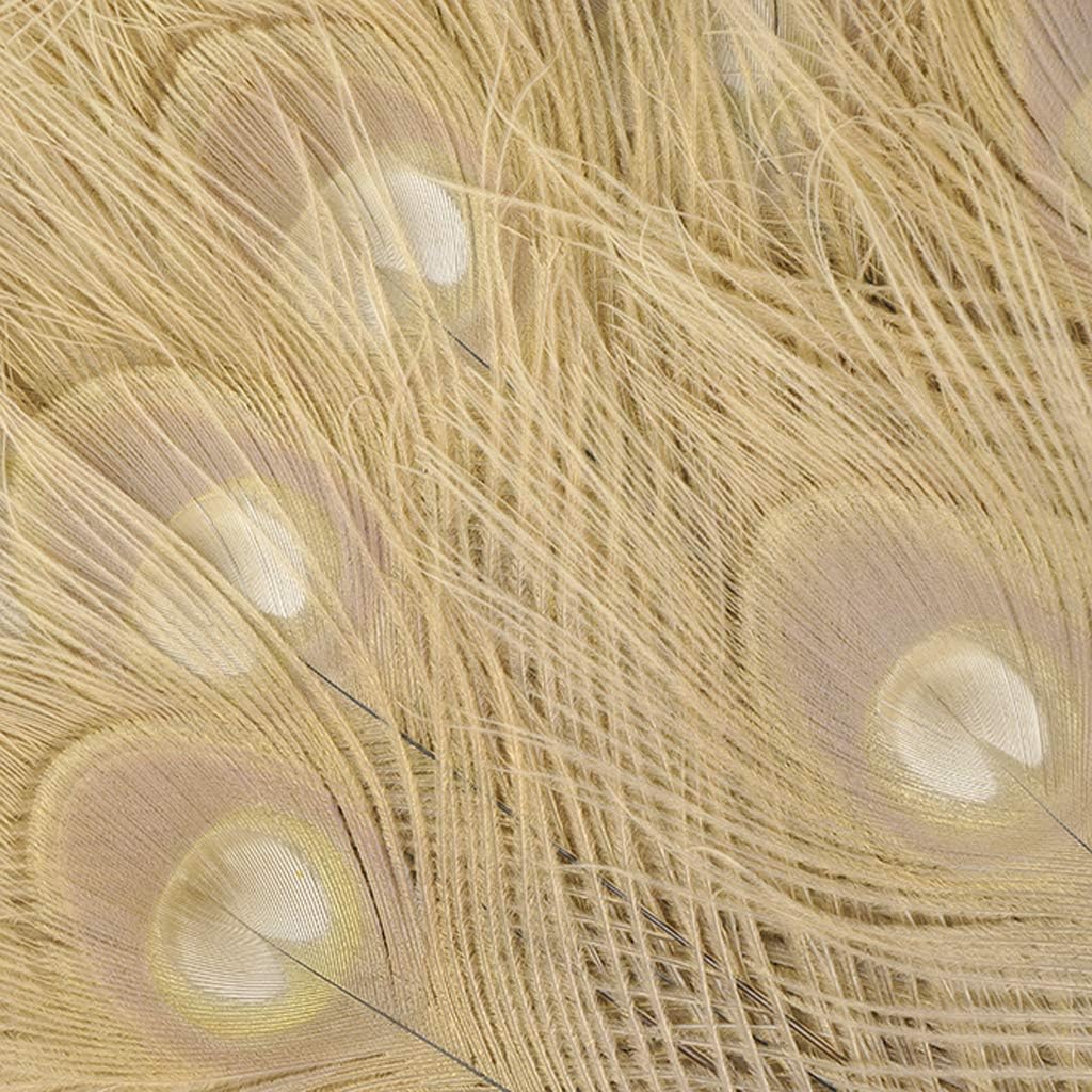 ZUCKER Large Ostrich Feather Fan - Vintage Costume Folding Hand Fan - Burlesque Showgirl Costume Decorative Fan for Women