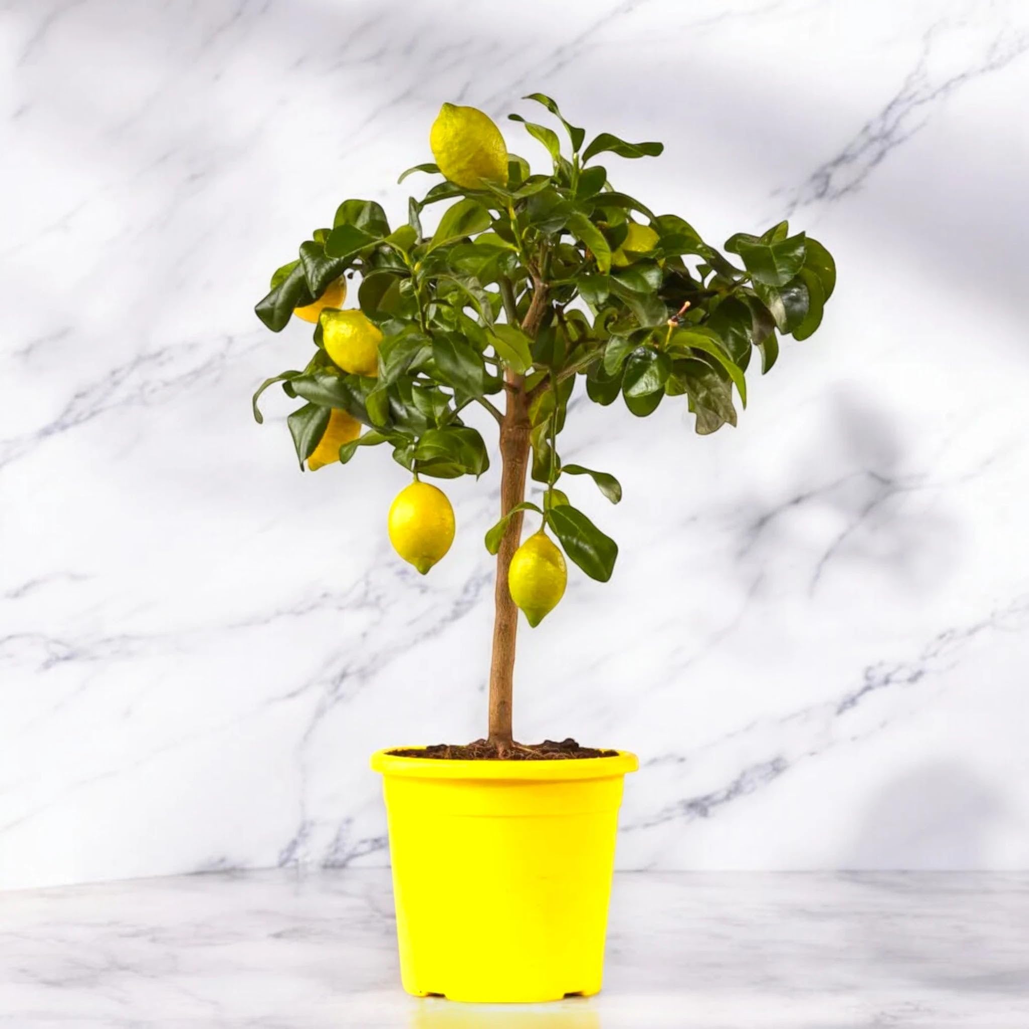 Limone Zagara Bianca Citrus limon 'Zagara Bianca' - Pianta di Agrume da Frutto in Vaso, 70/80 cm, Vaso 22