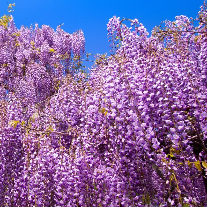 2 Purple Wisteria Tree Live Plant for Planting, Purple Flower, 8 to 12 Inch Tall, Wisteria Vine Plants, Perennial Vines Live Plant