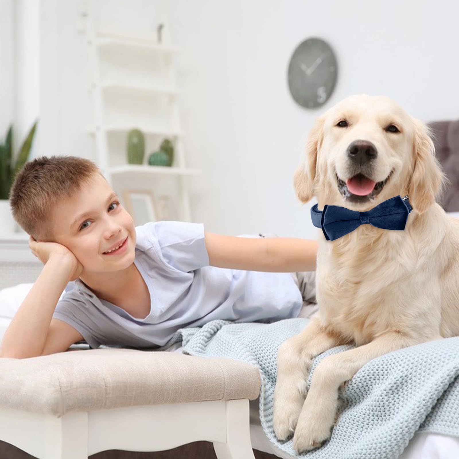 KTWSUEF Collare Cane, papillon cane Collare per Cani Velluto, Collare per Cani Comodo Resistente, Papillon per Cani Rimovibile Regolabile, Per Matrimoni, Compleanni, Eventi Festivi