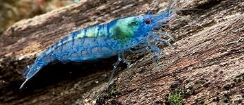 Blue Velvet Shrimp - 8 Pack