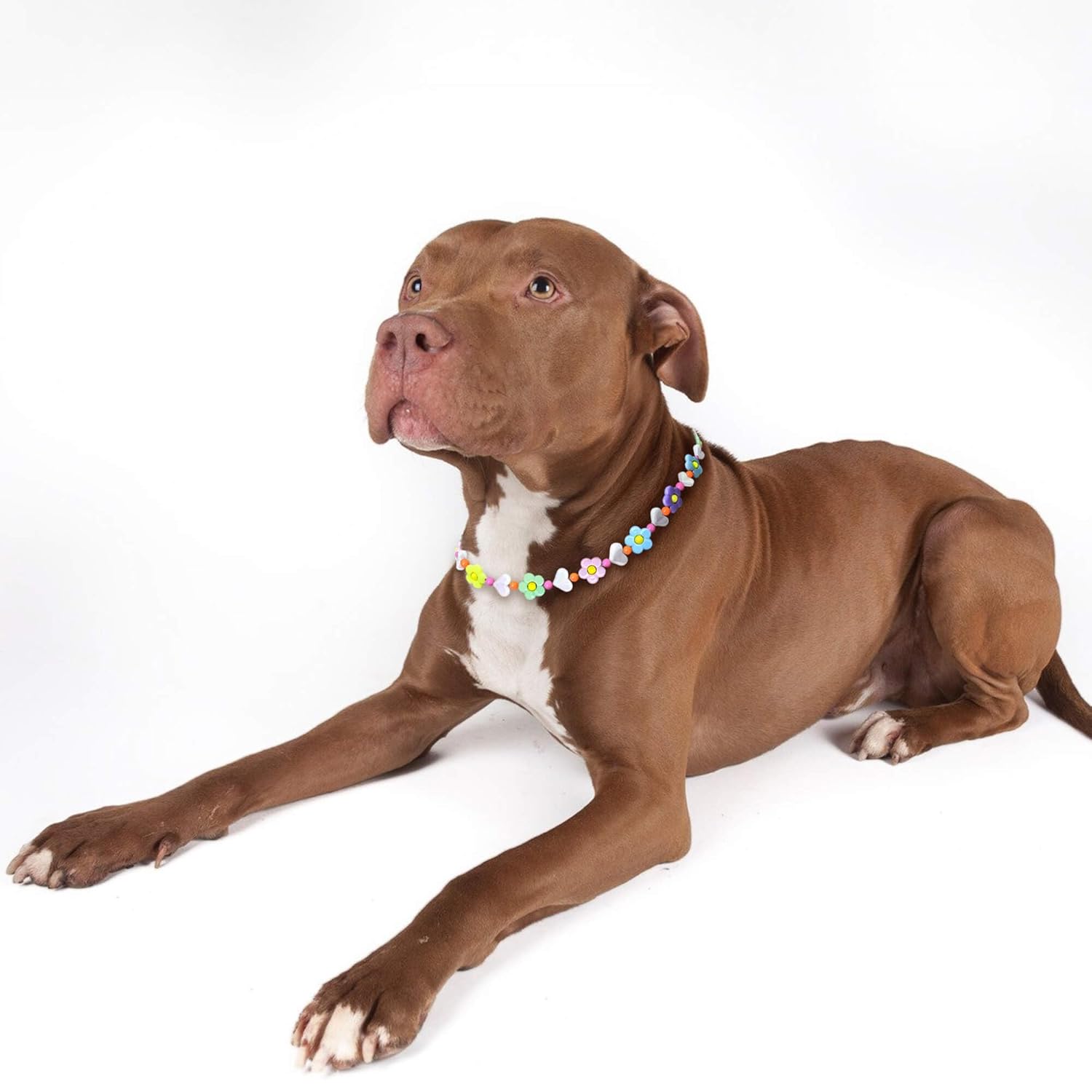 JOGIA® Floral Beaded Dog Collar – Handmade Decorative Necklace for Girl Dogs