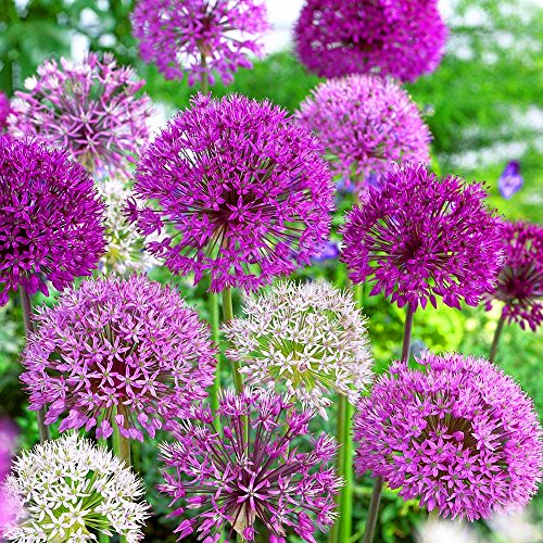 GardenersDream 25 x Mixed Allium Coronaria Bulbs - Spring Flowering Bulbs - Outdoor Plants for Gardens, Borders, and Containers - Healthy Hardy Garden Bulb - Grow Your Own Allium Bulb
