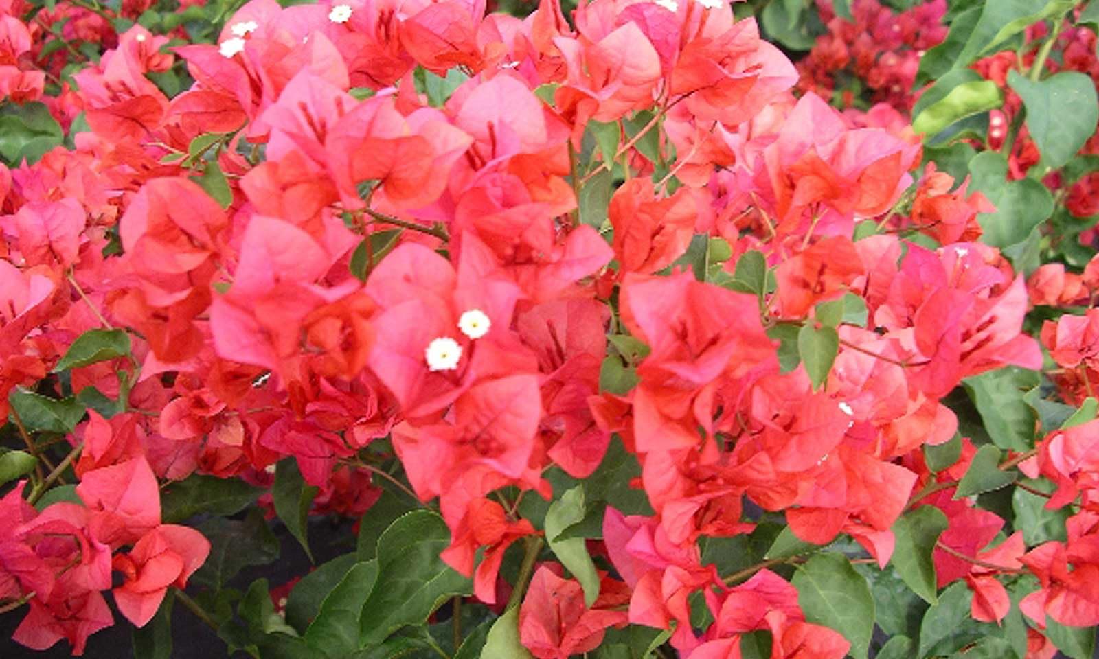 Bougainvillea Miss Manila |Plug Plant | Climber