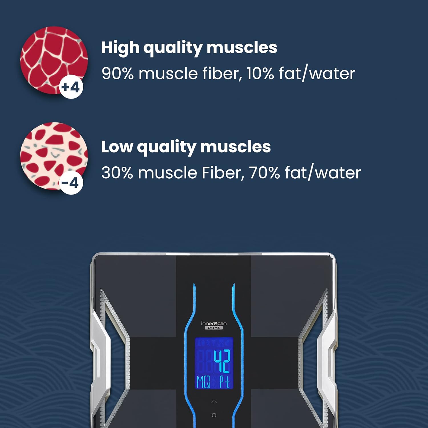 Diagram illustrating muscle quality: High quality muscles are 90% muscle fiber, 10% fat/water. Low quality muscles are 30% muscle fiber, 70% fat/water.