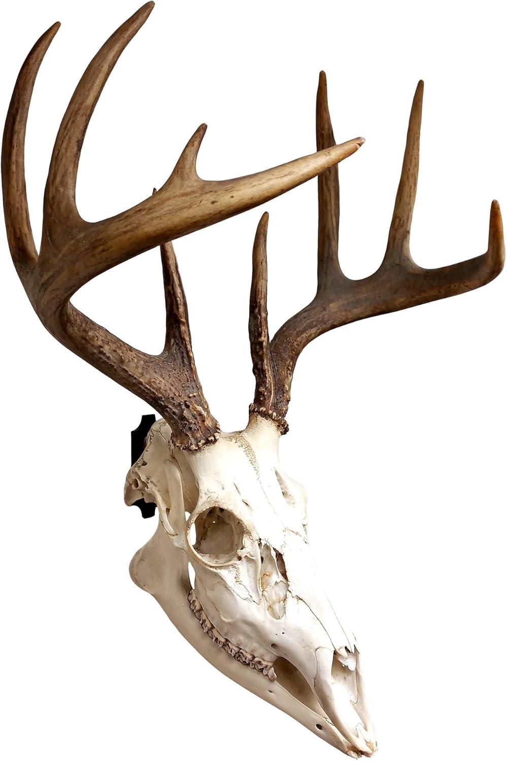 Mount Skull Hanger, Skull Mount for Hanging Deer Mule Antelope Coyote and Small Game Animals,Sturdy Wall Display for Whitetail Deer, Feral Hog, Bear & Exotic Skulls 3 Pack