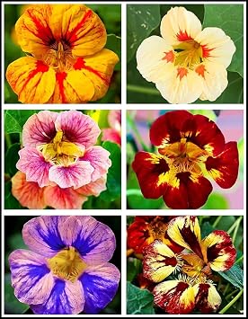 50 Pcs Nasturtium Tropaeolum Nanum Flower Seeds Non-GMO Plant