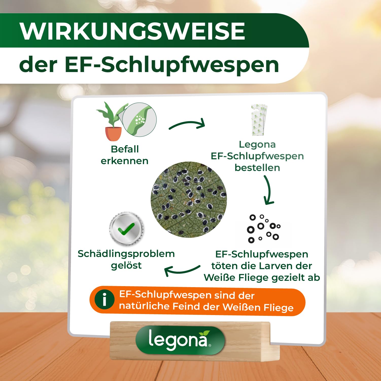 Legona EF-Schlupfwespen gegen Weiße Fliegen, 10 Träger 3 Lieferungen