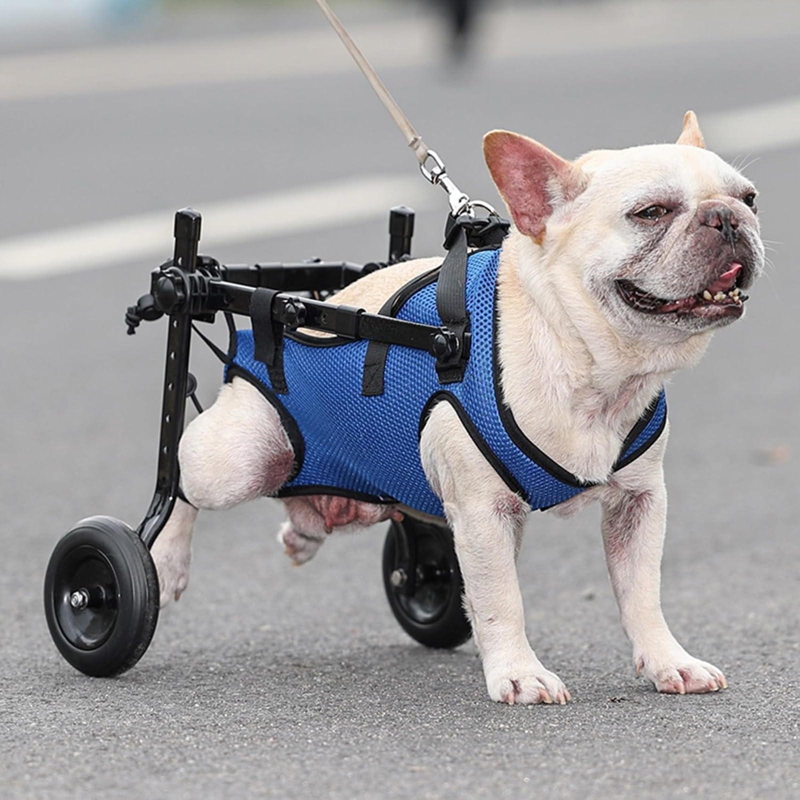 Carrello Mobilità Sedia A Rotelle per Cani, Sedie A Rotelle Regolabili per Animali Domestici per Animali Domestici Disabili, Tutore Gambe E Supporto per L'Anca(X-Small)