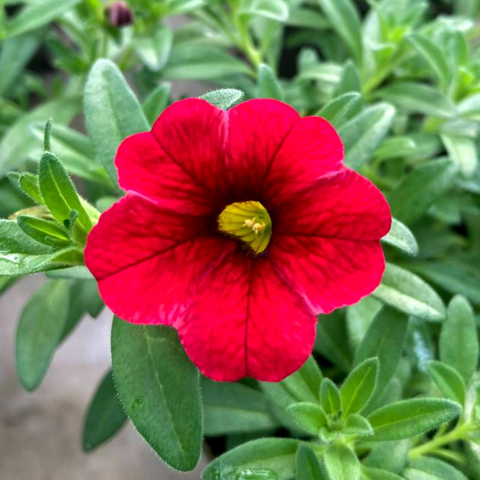 Carbeth Plants Calibrachoa Trailing Bedding Plants in 9cm Pots - Million Bells Long Flowering Colourful Garden Ready Annuals - Perfect for Hanging Baskets, Patio Pots & Window Boxes (3, Red)