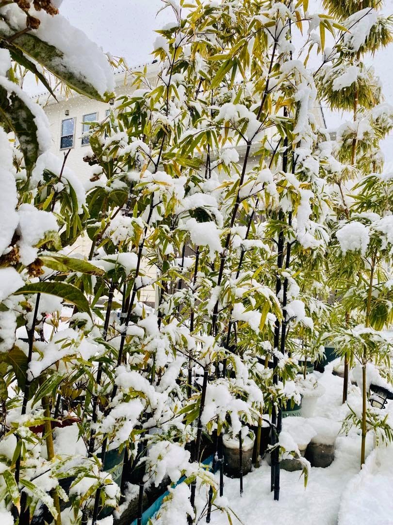 仕立て物 真柏 約90cmシンパク/盆栽/苗木/植木/庭木/生垣/根巻/庭園/本