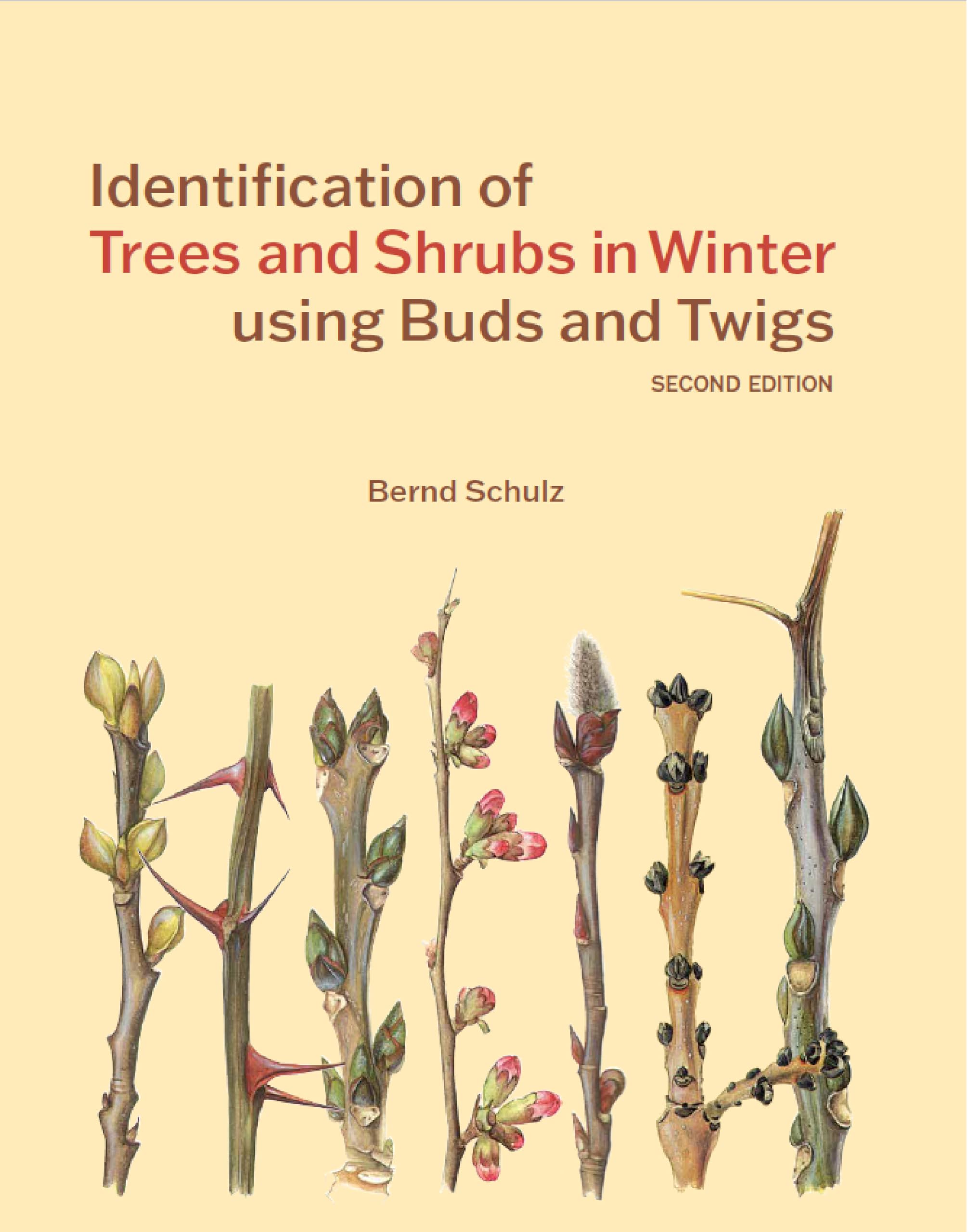 Identification Of Trees & Shrubs In Wint