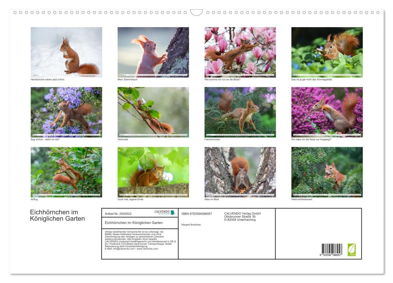 CALVENDO · Eichhörnchen im Königlichen Garten (Kalender 2027) | DIN A2 Querformat · Wandkalender · Eichhörnchen im Hannoverschen Berggarten