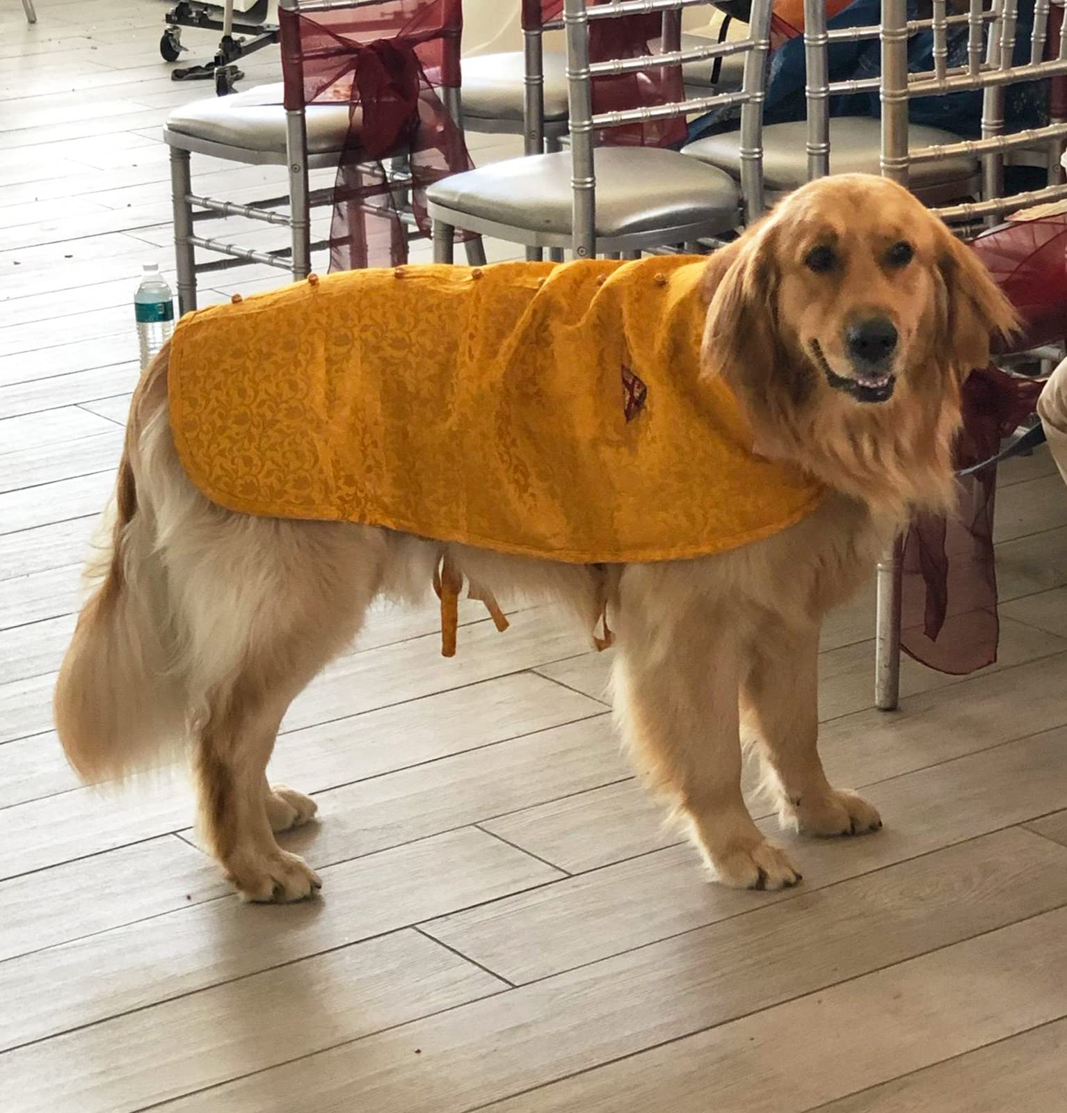 For The Fur Kids Dog Sherwani: Ethnic Wear, Wedding Dress for Dogs (M, Yellow) 2