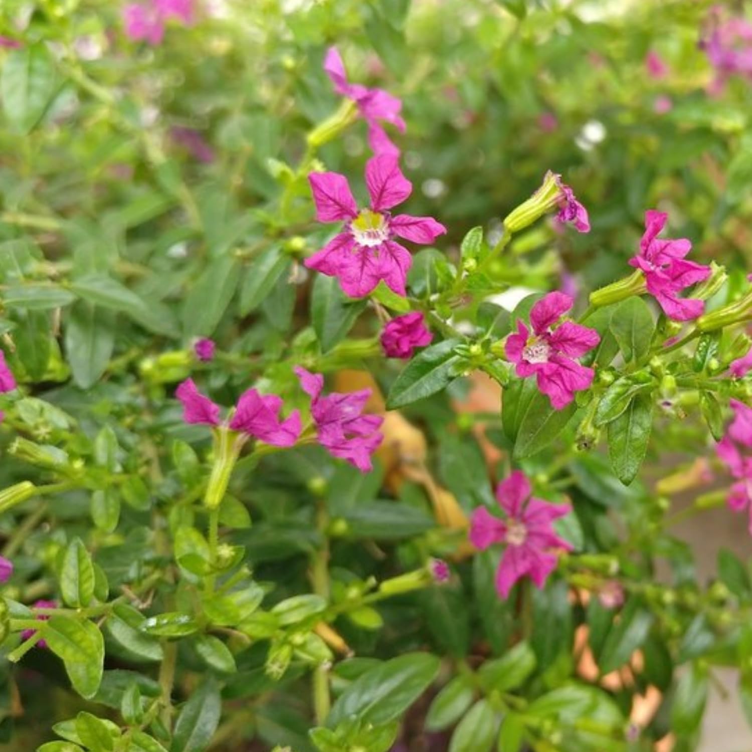 Hug A Plant | Khufiya Small | Cuphea Hyssopifolia (Kufiya) (Purple) Mexican Heather | False Heather Flowering/Ornamental Small Live Plant (Home & Garden) (B0CKXV5CVD) Amazon Price History, Amazon Price Tracker