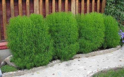 Semillas arbusto ardiente de hoja perenne (Kochia Childsa) Jardín anual de flores tradicionales para plantar sin OMG