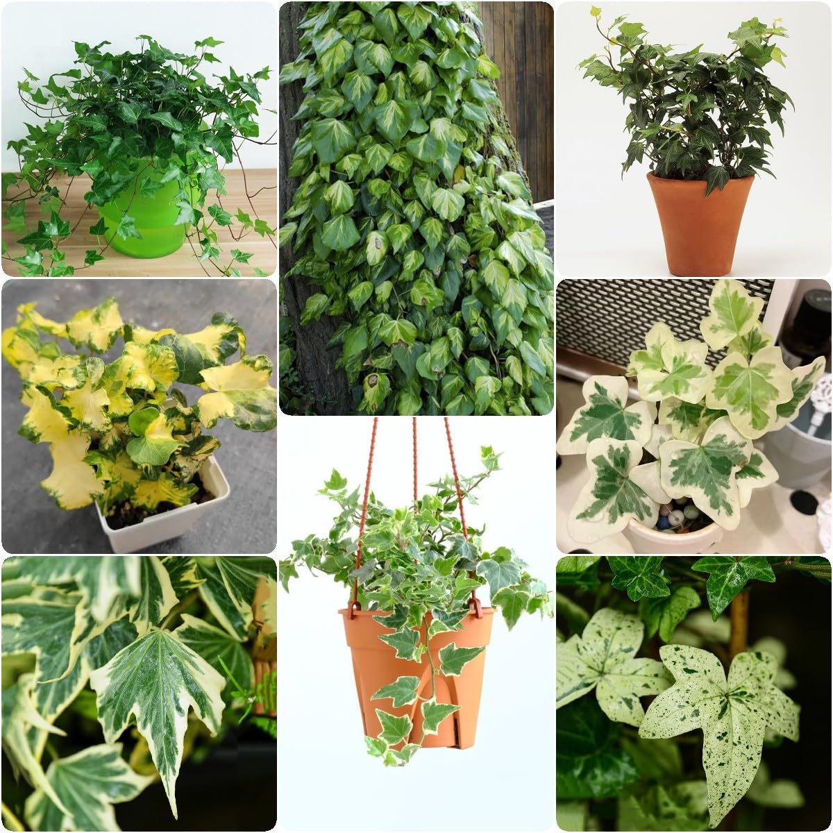 Generic 100 Piezas Semillas De Hiedra Perenne, Enredaderas De Hiedra, Enredaderas De Hiedra Pared Verde, Plantas Deco Vid (Hedera Nepalensis) Plantas De Jardín, Plantas Decorativas