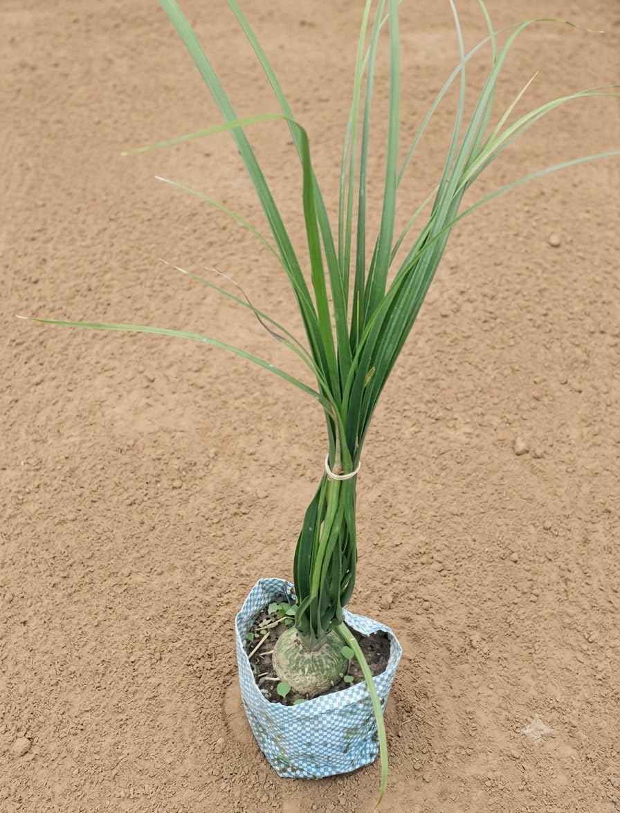 Small Ponytail Palm Tree (Beaucarnea recurvata) – Pet-Friendly Live Indoor Houseplant – Low Maintenance Elephant Foot Plant-Pack of 1 in Grow Bag.-image-41