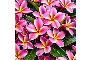 Plumeria Frangipani Hawaiian Pink