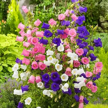 1500 Canterbury Bells Mix Seeds   Campanula Medium   Large Bell-Shaped Flowers in White, Pink, Rose, Blue & Lavender, Excellent Cut Flowers   Biennial Flower Seeds with Free Plant Tag