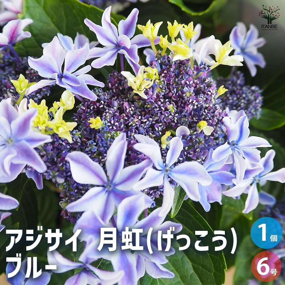 aihana＊garden 出品 即日☆【造花】アスカ/ハイドランジアピック ホワイト/A-32408-1