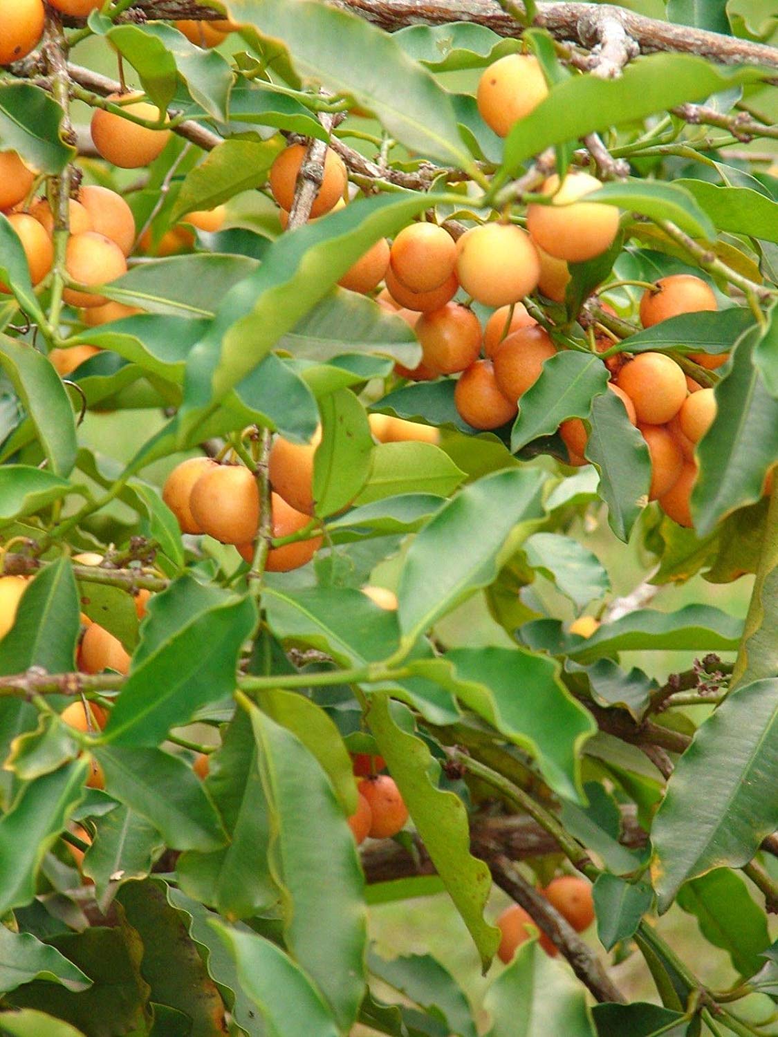 MTechnologies Rare Baraba Fruit Live Seedling Plant Amazon.in