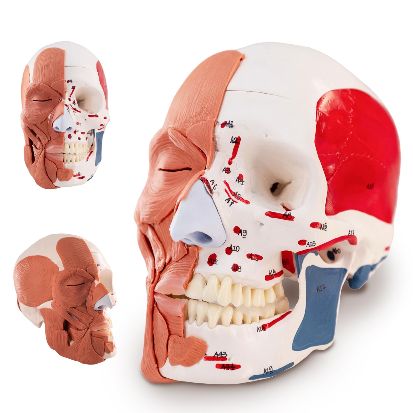 EVOTECH SCIENTIFIC Modello del cranio umano con mezzo muscoli facciali, mezzo cranio e mezzo muscoli