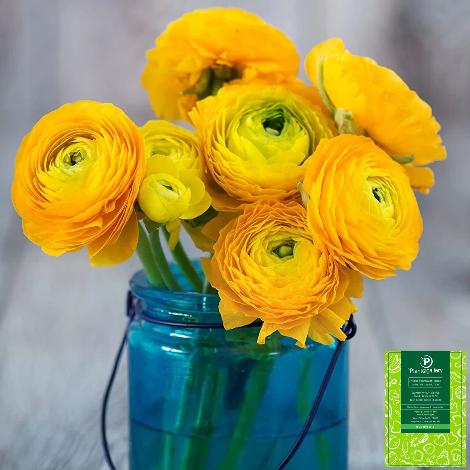 Plantogallery Parsian Buttercup Flower Bulbs - Pack Of 1 Bulbs (Yellow)-image-14