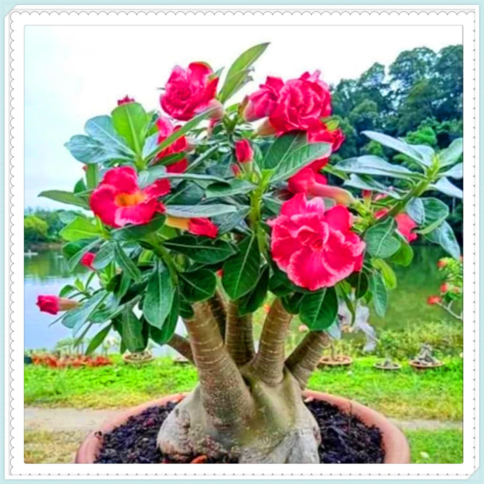 Drought-Tolerant Desert Rose Tubers & Perennial Plants/Cold Hardy Varieties Flowering All Year, Great for Planting and Beautiful Garden Displays-2bulbs-E