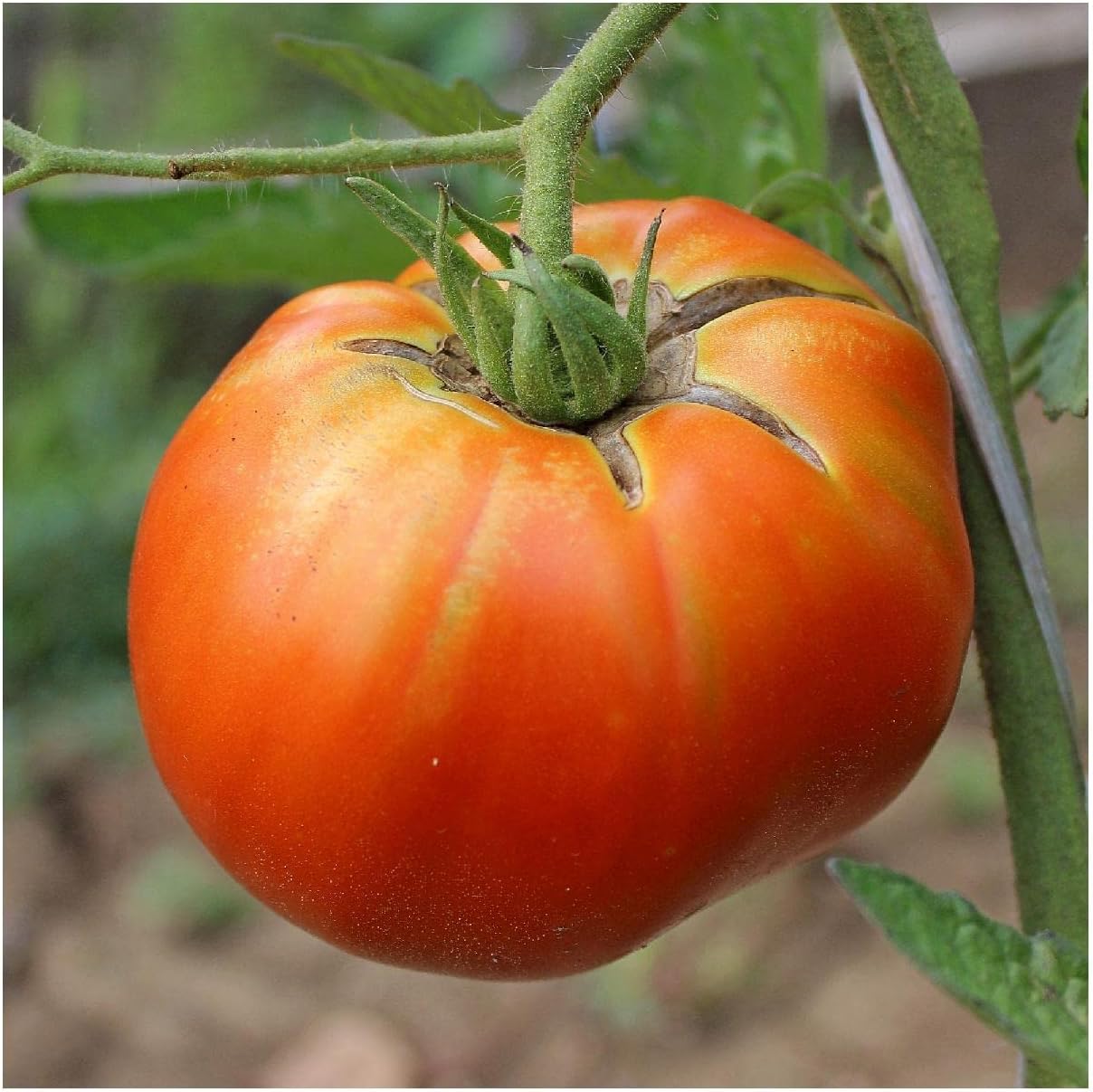 Everwilde Farms - 1 Oz Organic Hillbilly Heirloom Tomato Seeds - Gold Vault Packet