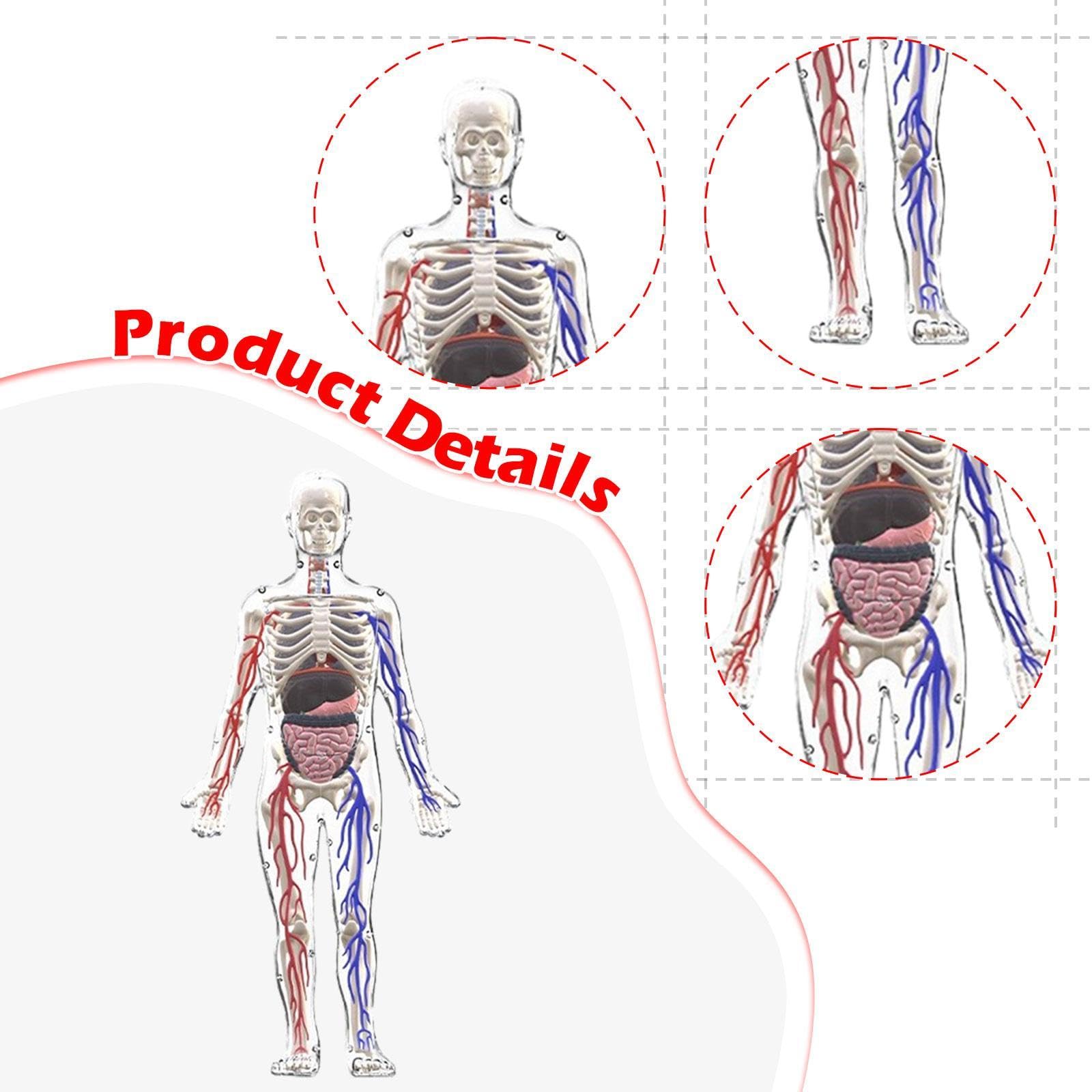 MagiDeal Kits de Modelos de Esqueleto del Cuerpo Humano, Herramientas de Estudio, ensamblaje, Kit científico Interactivo, Modelo de anatomía para niños de 8