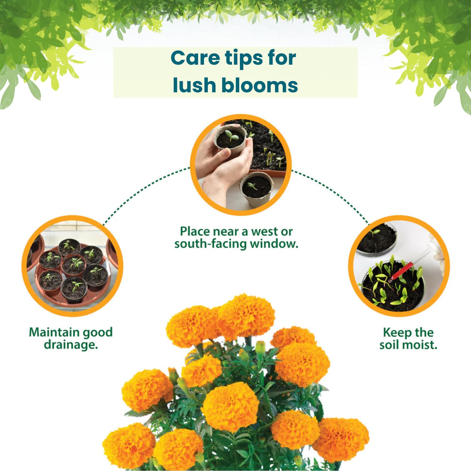 Pot and Bloom Marigold Grow Kit with Garden Essentials for Home Garden 2