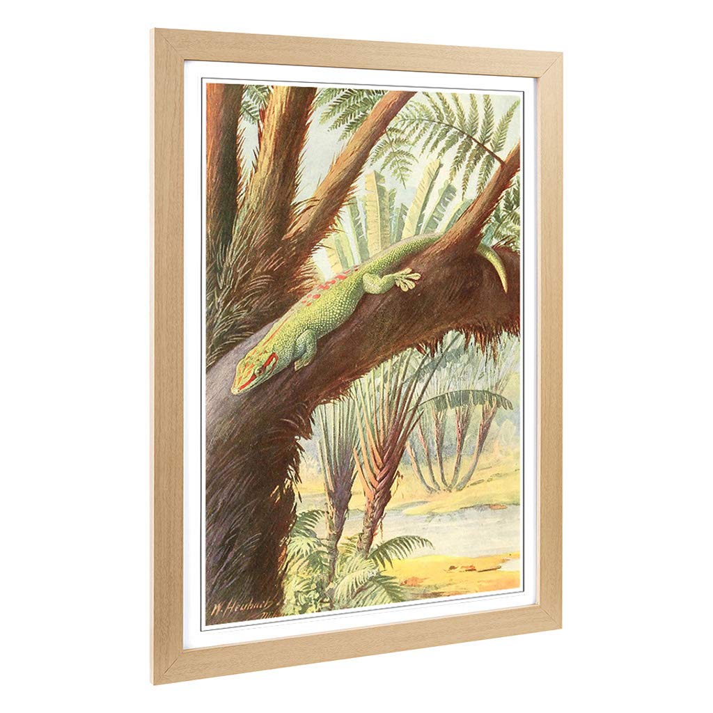 Big Box Art Framed Print of Vintage Heubach. Walter Madagascan Gecko Design | Wall Art Picture | Home Decor for Kitchen, Living Room, Bedroom, Hallway, Oak, A2 / 24.5x18 Inch / 62x45cm