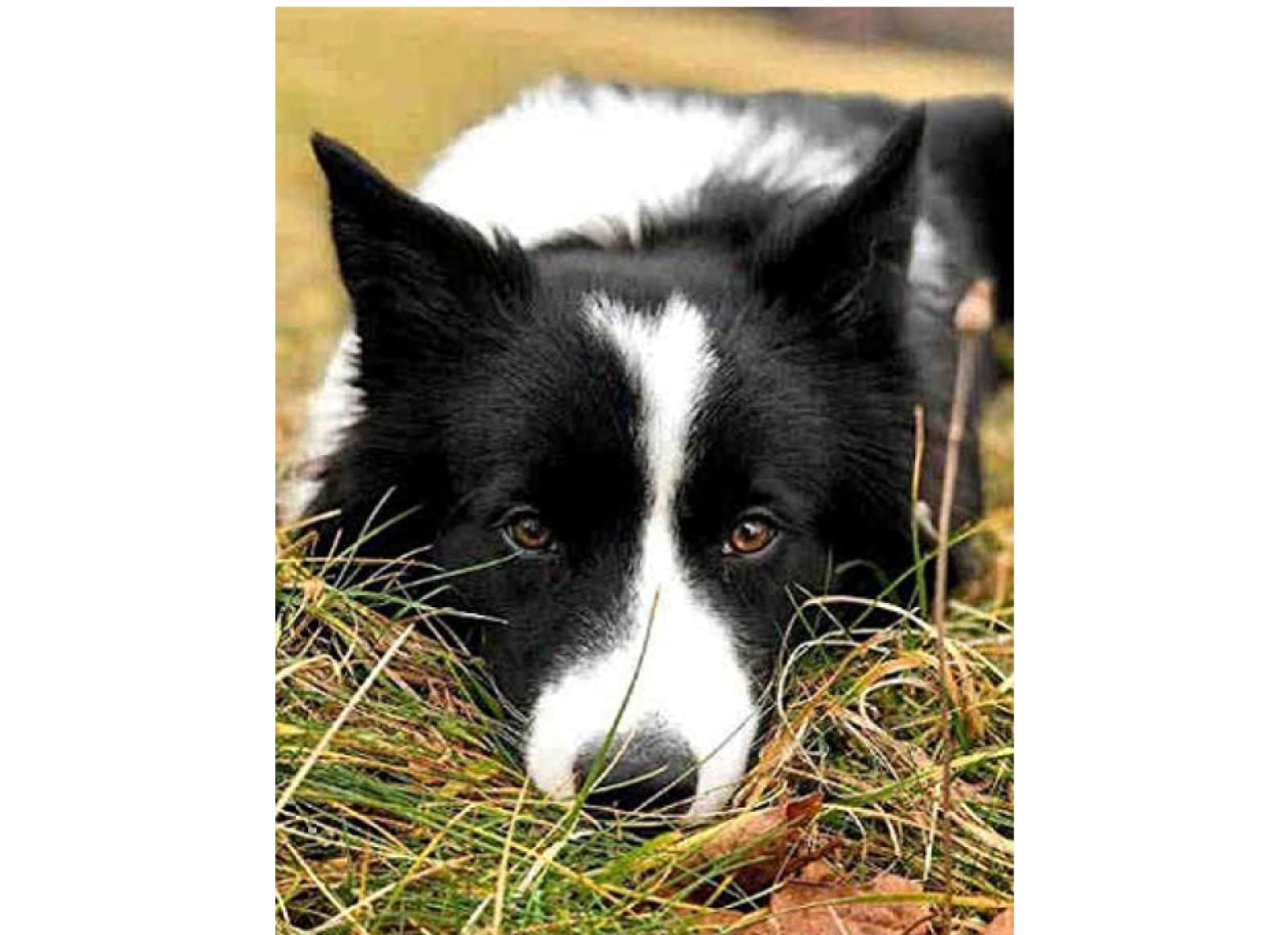 Sanzez Liwr009 Diamond Painting,Border Collie Puppy,5D Diamond Art Kits For Adults,Mosaic Crystal Craft Kits For Home Wall Decor 30X40cm