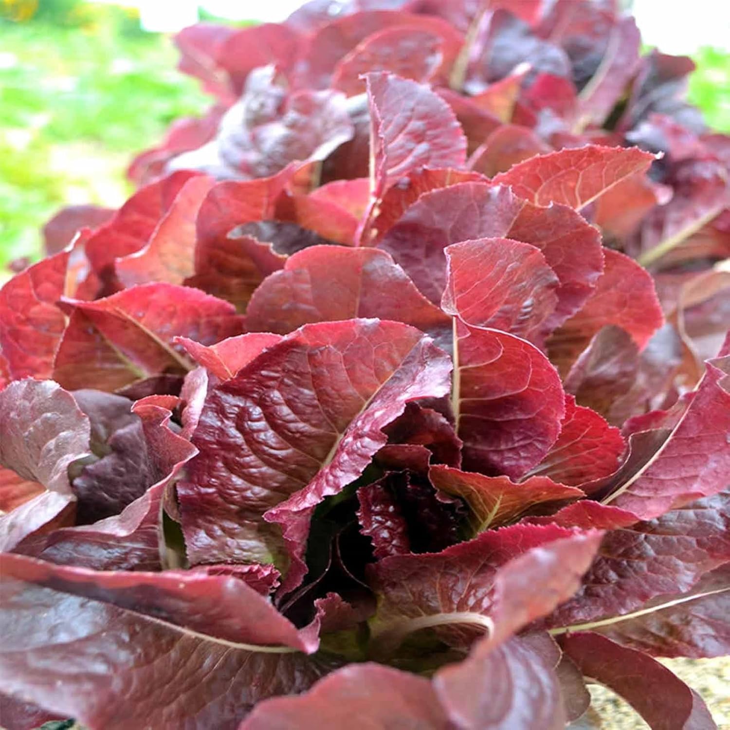 Cimmaron Romaine Lettuce Seeds 1 Oz ~25,000 Non-GMO Heirloom - Bolt-Resistant Red Heads for Gardens & Microgreens