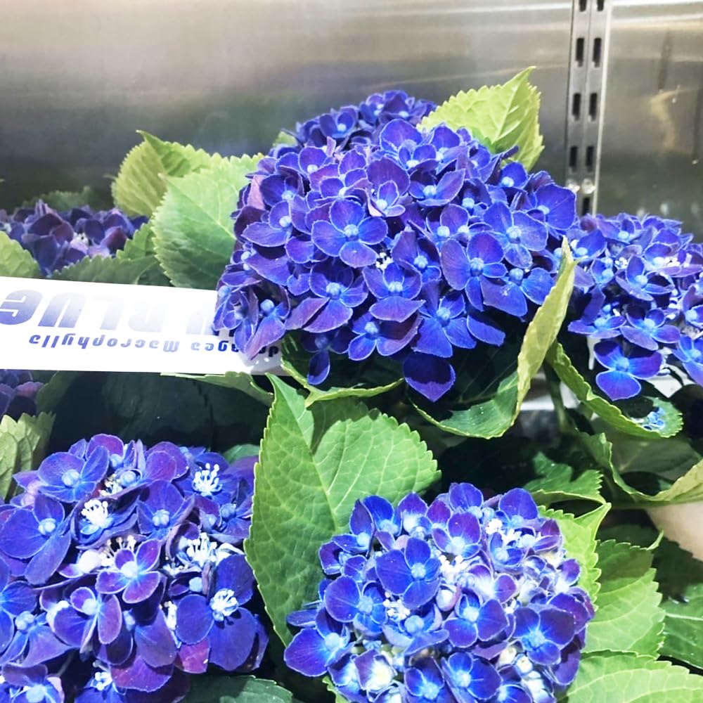 Amazon | アジサイ ネイビーブルー 10.5cmポリポット苗 1株 Hydrangea